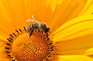 Praznujemo 5. svetovni dan čebel