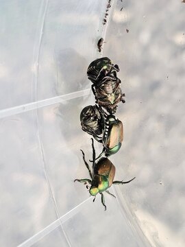 fotografija: Š. Modic, KIS