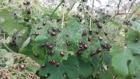 fotografija: G. Bosio